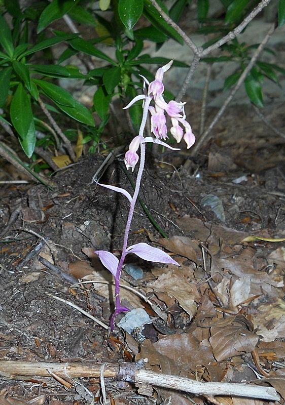 Epipactis exilis